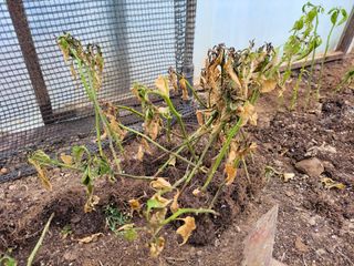 알 수 없음님의 고추 · 병해충상담 작성글 사진