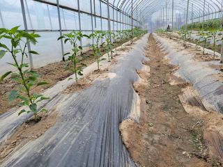 알 수 없음님의 고추 · 병해충상담 작성글 사진