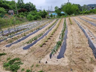 (어울림)님의 금쪽같은 내 작물 자랑하기 · 참여 작성글 사진
