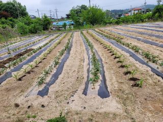 (어울림)님의 금쪽같은 내 작물 자랑하기 · 참여 작성글 사진