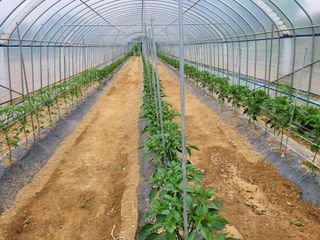 건달 농장(최승혁)님의 고추 · 병해충상담 작성글 사진