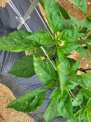 건달 농장(최승혁)님의 고추 · 병해충상담 작성글 사진