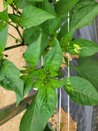 건달 농장(최승혁)님의 고추 · 병해충상담 작성글 사진