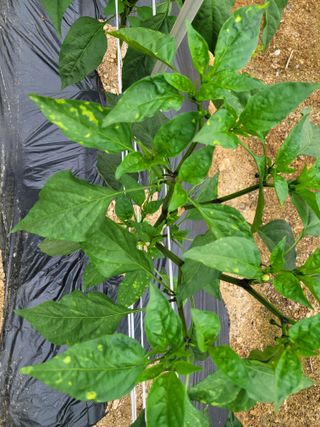 건달 농장(최승혁)님의 고추 · 병해충상담 작성글 사진