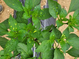 건달 농장(최승혁)님의 고추 · 병해충상담 작성글 사진