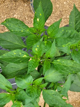 건달 농장(최승혁)님의 고추 · 병해충상담 작성글 사진