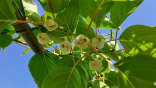 약초의여왕님의 기타작물 · 자유게시판 작성글 사진