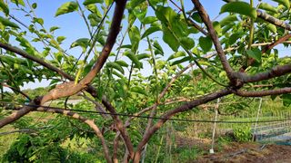 약초의여왕님의 기타작물 · 자유게시판 작성글 사진