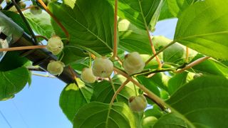 약초의여왕님의 기타작물 · 자유게시판 작성글 사진