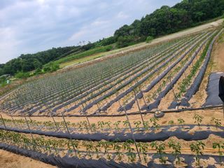 고추농사 25414님의 고추 · 지주설치•유인•성장 작성글 사진