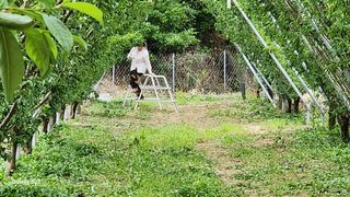 김준한님의 자두 · 자유게시판 작성글 사진