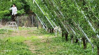 김준한님의 자두 · 자유게시판 작성글 사진