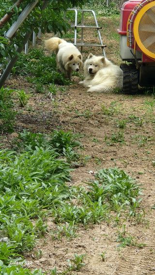 김준한님의 자두 · 자유게시판 작성글 사진