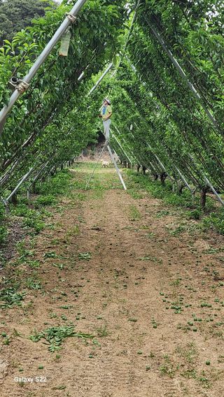 김준한님의 자두 · 자유게시판 작성글 사진
