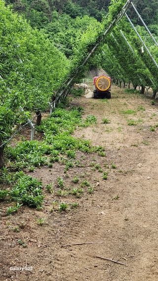 김준한님의 자두 · 자유게시판 작성글 사진
