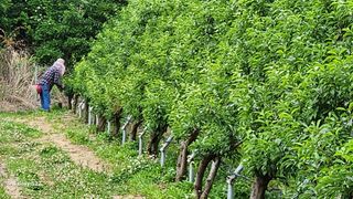 김준한님의 자두 · 자유게시판 작성글 사진