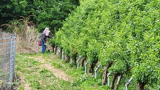 김준한님의 자두 · 자유게시판 작성글 사진