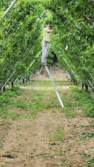 김준한님의 자두 · 자유게시판 작성글 사진