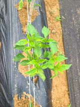 팜모닝 고추·병해충상담 게시글 이미지