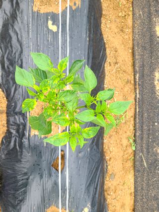 서안순님의 고추 · 병해충상담 작성글 사진