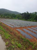 팜모닝 고구마·자유게시판 게시글 이미지