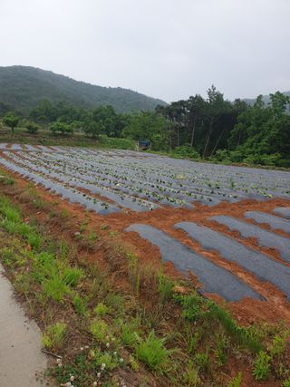 김주희님의 고구마 · 자유게시판 작성글 사진
