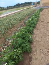 팜모닝 금쪽같은 내 작물 자랑하기·참여 게시글 이미지