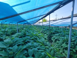 심상진님의 기타작물 · 자유게시판 작성글 사진