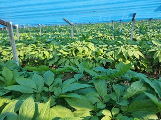 심상진님의 기타작물 · 자유게시판 작성글 사진