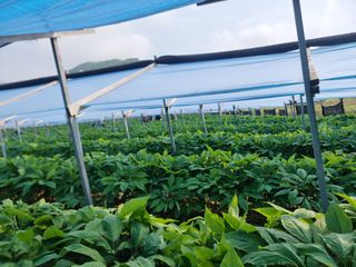 심상진님의 금쪽같은 내 작물 자랑하기 · 참여 작성글 사진