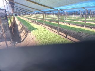 심상진님의 금쪽같은 내 작물 자랑하기 · 참여 작성글 사진