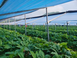 심상진님의 금쪽같은 내 작물 자랑하기 · 참여 작성글 사진