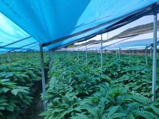 심상진님의 금쪽같은 내 작물 자랑하기 · 참여 작성글 사진