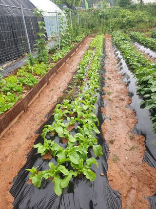 김주희님의 금쪽같은 내 작물 자랑하기 · 참여 작성글 사진