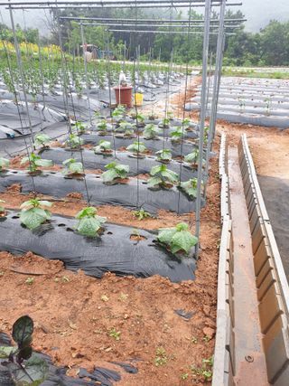 김주희님의 금쪽같은 내 작물 자랑하기 · 참여 작성글 사진