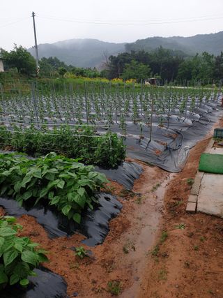 김주희님의 금쪽같은 내 작물 자랑하기 · 참여 작성글 사진
