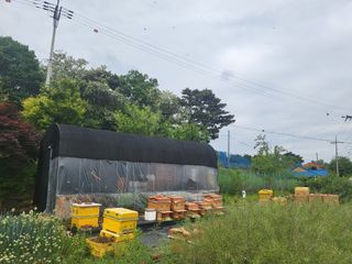 허니허니님의 금쪽같은 내 작물 자랑하기 · 참여 작성글 사진