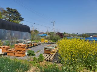 허니허니님의 금쪽같은 내 작물 자랑하기 · 참여 작성글 사진