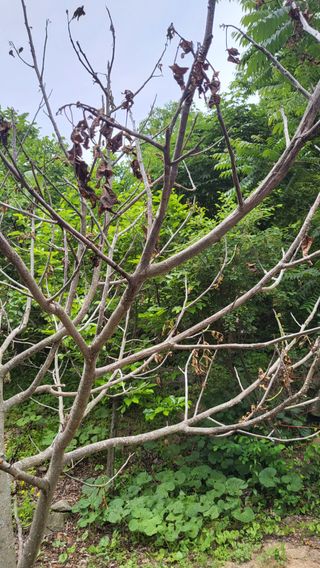 ♡5도2촌pys♡님의 기타작물 · 병해충상담 작성글 사진