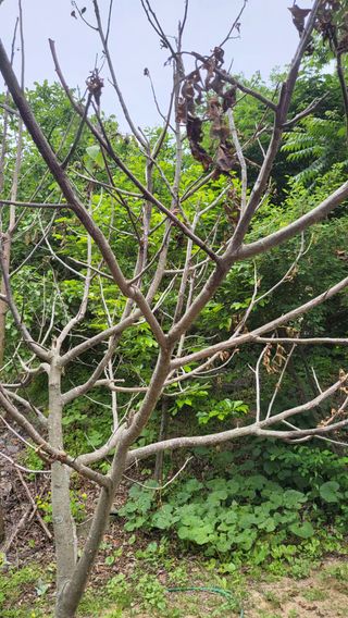 ♡5도2촌pys♡님의 기타작물 · 병해충상담 작성글 사진