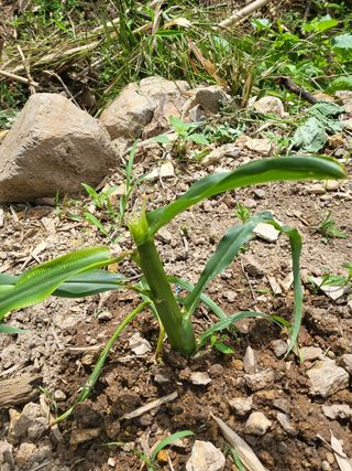 알 수 없음님의 옥수수 · 병해충상담 작성글 사진