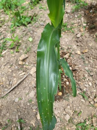 알 수 없음님의 옥수수 · 병해충상담 작성글 사진