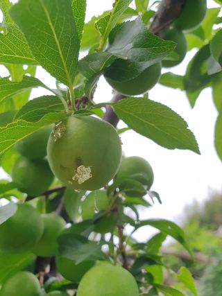 만파식적님의 자두 · 병해충상담 작성글 사진