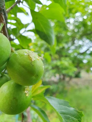 만파식적님의 자두 · 병해충상담 작성글 사진