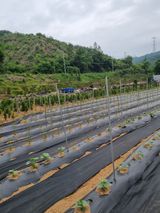 팜모닝 고추·지주설치•유인•성장 게시글 이미지