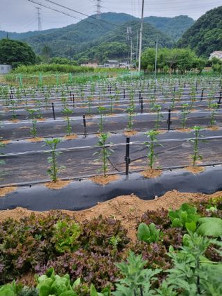해뜰녁농장박양현님의 고추 · 지주설치•유인•성장 작성글 사진