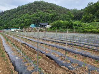 혜송님의 금쪽같은 내 작물 자랑하기 · 참여 작성글 사진