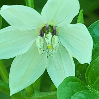 혜송님의 금쪽같은 내 작물 자랑하기 · 참여 작성글 사진