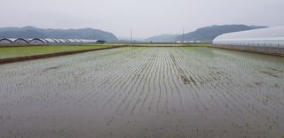 노곡리쿠쿠님의 벼 · 자유게시판 작성글 사진