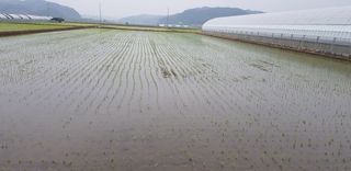 노곡리쿠쿠님의 벼 · 자유게시판 작성글 사진